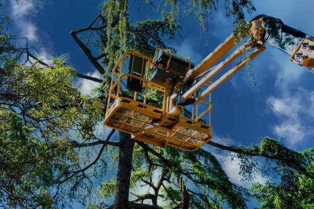 How Our Tree Care Process Works  in Rockledge, FL